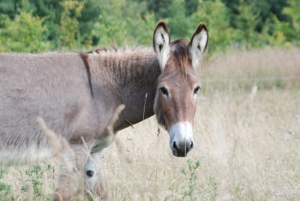 Photo de Banjo